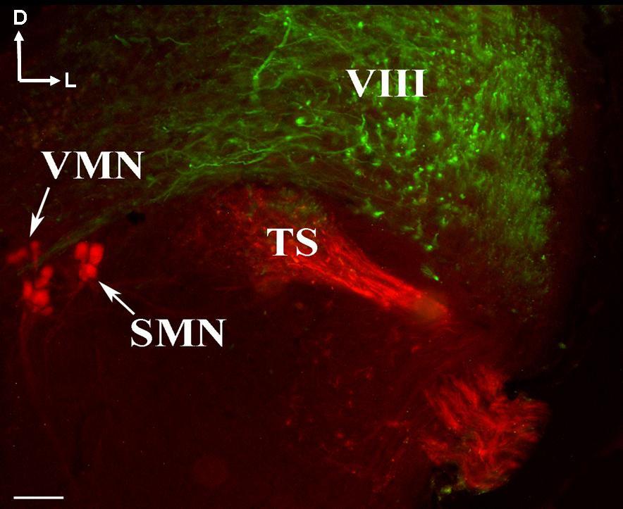 Fluoreszcens mikroszkópos felvétel az agytörzs keresztmetszetéről a n. glossopharyngeus kilépésének magasságában VIII.: n.