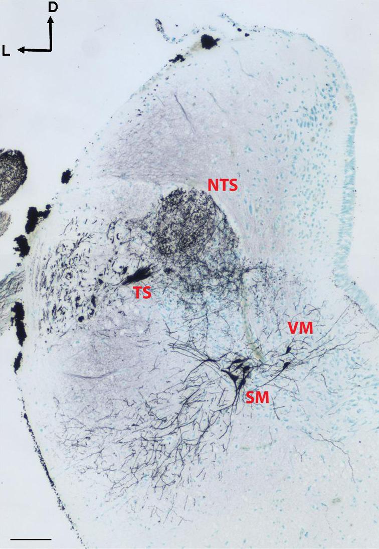 31. ábra. Keresztmetszet az agytörzsből az obextől rostralisan 1300 µm-re. A n. X. kobalt jelölése (Matesz és mtsai.