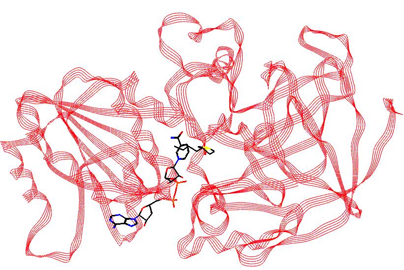 az alkohol-dehidrogenáz enzim apoenzim + koenzim + inhibitor 2 2 P P A AD+ (ikotinamid-adenin-dinukleotid) (az élő sejt egyik oxidáló vagy dehidrogénező szere) memo: az alkohol végzetes