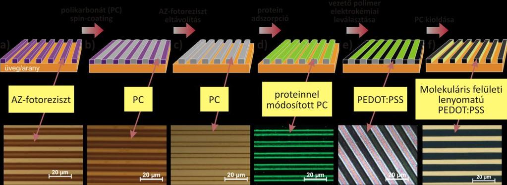 11. ábra Kompetitív assay PSA-H aptamerrel. A kísérleti adatok homológ kompetitív modellel történő illesztéséből a K d érték 28,4±16.
