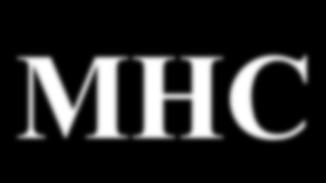 MHC A saját és idegen antigének a gazdaszervezet specializált glikoproteinjéhez kapcsoltan válnak felismerhetővé.