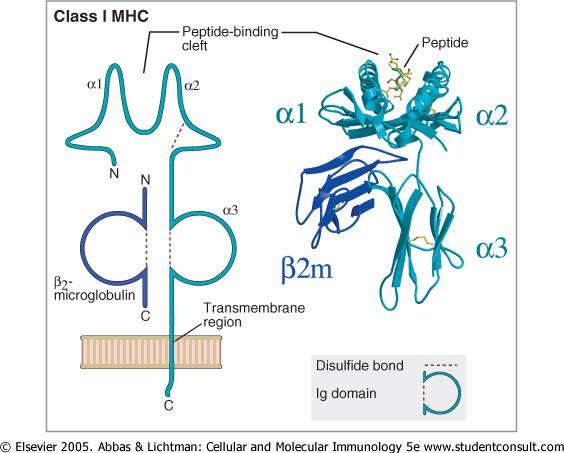 Az MHC-I molekula szerkezete polymorph α-lánc monomorph β2-mikroglobulin MHC-I