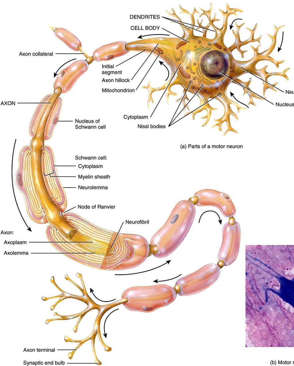 az idegsejtek alapvető felépítése axon kollaterális dendritek axondomb axon axon citoplazma sejttest Nissl-testek (riboszóma) mielin