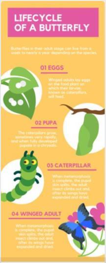 Piktochart Ugyanúgy, mint a Canva, ez is egy népszerű online platform, amellyel nagyon szép infografikákat tudsz