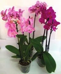 csomag ára: 1619,25 1 tekercs: 50,60 PHALAENOPSIS ORCHIDEA Csz.