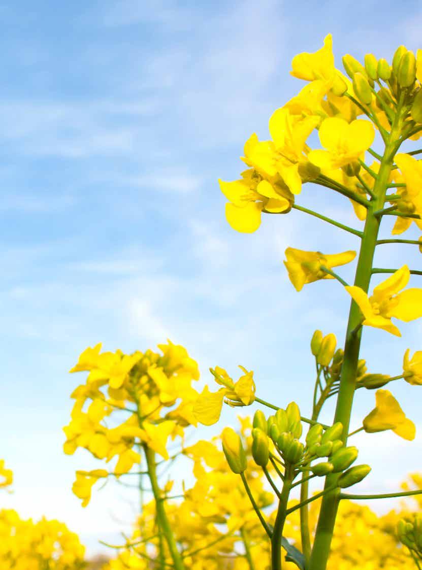 Már nagyon vártuk a piacra vitelének lehetőségét, mert eddig minden évben bizonyította a kísérleteinkben, hogy egy nagyon nagy termőképességű, kiváló agronómiai