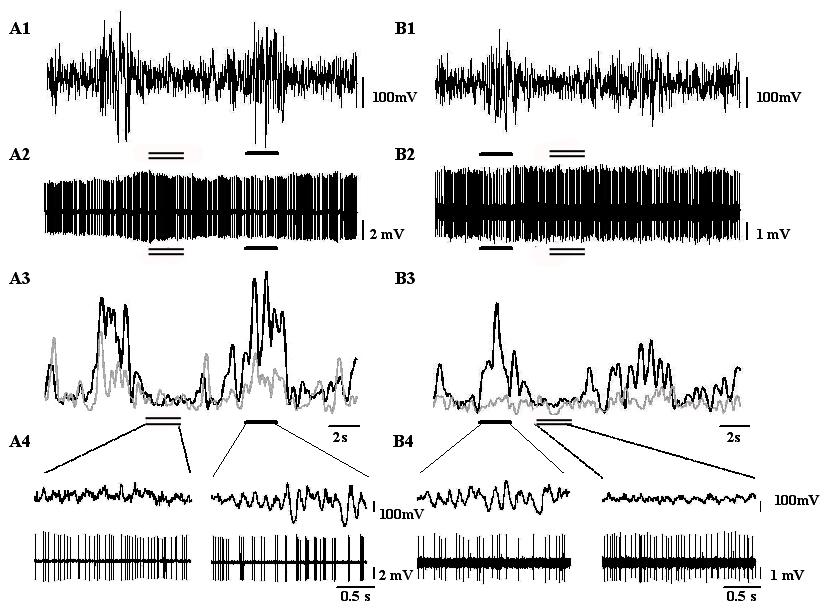 alkalmaztunk. A teljesítmény-sűrűség az 5-9 Hz-es sávban szignifikáns növekedést mutatott az 5-9 Hz-es szakaszok alatt a nem 5-9 Hz-es szakaszokhoz képest mind a 8 vizsgált gyors ZI sejt esetében.