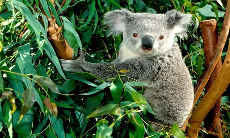 Aromaterápia Eukaliptusz (!!!) Eucalyptus radiata Bakt.ölő, immunerősítő, légzőszervi megbetegedés, torokfájás, arcüreg gyull., fülgyull., vírusos fert.