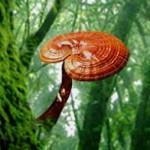 Immunerősítés Ganoderma (reishi/pecsétviasz gomba) fiatalon tartja a szervezetet, gyulladásgátló, koleszterin csökkentő, májvédő, vérnyomás csökkentő, rákellenes, immunerősítő (poliszacharid