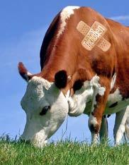 PHARMA Endoectoparazitikumok Szaporodásbiológiai termékek