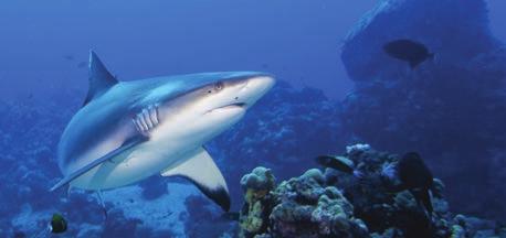 Shark Aid 90 tabletta CÁPAPORC A Shark Aid cápaporctartalmú étrend-kiegészítő, mely hatékonyan támogatja az ízületek egészséges működését.