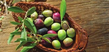 Az E-vitamin erőteljes antioxidáns, mely szintén gátolja az öregedést. Bőrnyugtató hatású bisabololt is tartalmaz, valamint szilikont, mely selymes tapintásúvá teszi a bőrt. Kiknek, mire ajánljuk?
