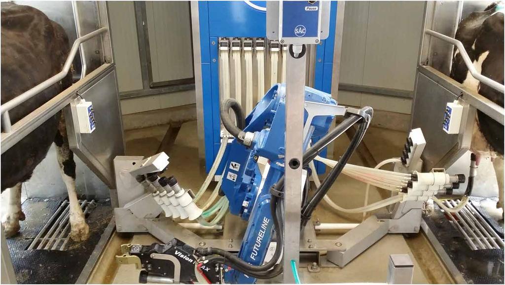 12 Egyszerre két tehenet szolgál ki a fejőrobot mális időpontban, a megemelkedett mozgás aktivitás megkezdésétől számítva 5-17 óra közötti időtartományban kerüljön sor.