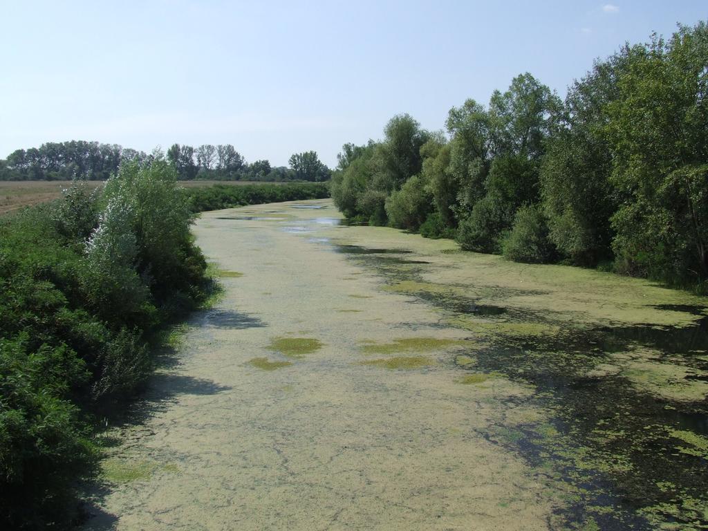 KÖRNYEZETBIOLÓGIA TERMÉSZETVÉDELEM felbukkanhat. A közvetlen magasparton jellemzıek a bánsági sás (Carex buekii) gyakran kiterjedt állományai.