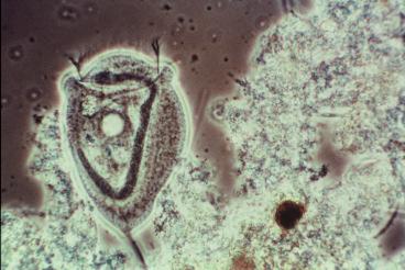 indicated by the presence of Nocardia, Zooglea (Fig. 4). The flagellate protozoa (Fig.