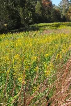 16 ETYEK NÖVÉNYZET Tájidegen, agresszívan terjedő növények: Fehér akác (Robinia pseudoacacia) Kanadai aranyvessző (Solidago canadensis) Bálványfa (Ailantus altissima) Fehér eper (Morus alba)