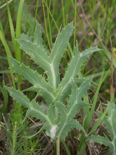 Eryngium