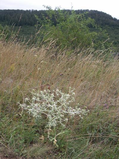 Eryngium