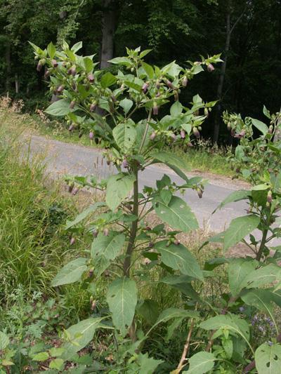 Atropa bella-donna maszlagos nadragulya 50-200 cm magas, ágas H 4 szórt állású, tojásdad, épszélű, 15 cm hosszú június-szeptember, lila, forrt párta, a termésen maradó