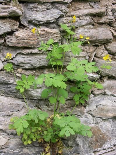 Chelidonium majus vérehulló fecskefű H 5 30-100 cm magas, gyengén szőrös, elágazó, tejnedv szárnyasan tagolt levél április-október, sárga szirmok, 2 lehulló