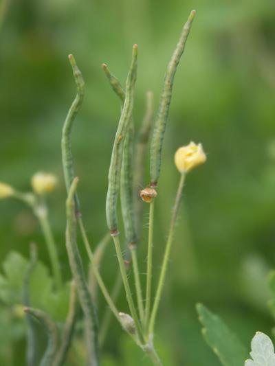 Chelidonium majus