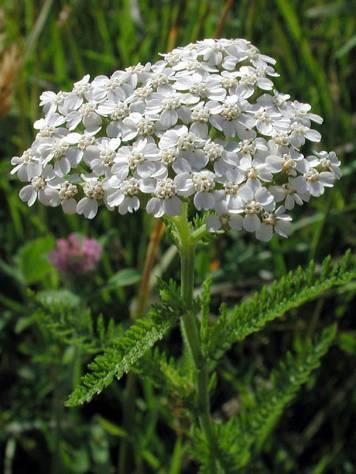 Achillea millefolium közönséges cickafark 20-80 cm magas, szőrös vagy kopaszodó, tőlevélrózsa, virágzáskor felálló szár szeldelt G 1 június-november, fehér csöves és nyelves virágokból álló fészkek,