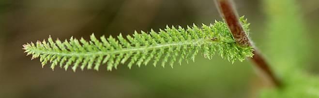 Achillea