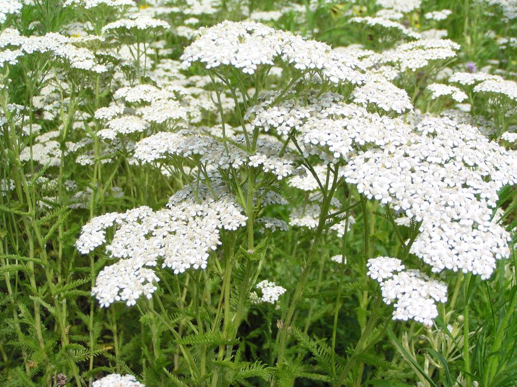 Achillea millefolium