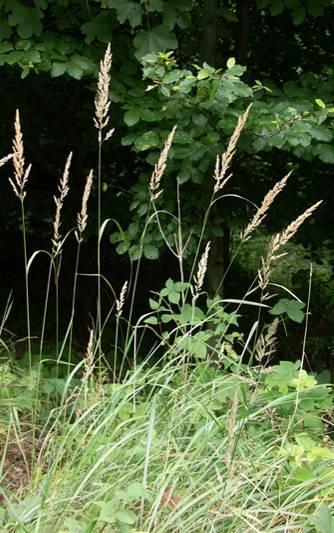 Calamagrostis epigeios siska nádtippan 60-150 cm, kúszó, hosszú tarackos, szára merev, érdes G 1 a levéllemez érdes, a nyelvecske akár 9 mm hosszú július-augusztus, a buga nagy (15-25 cm