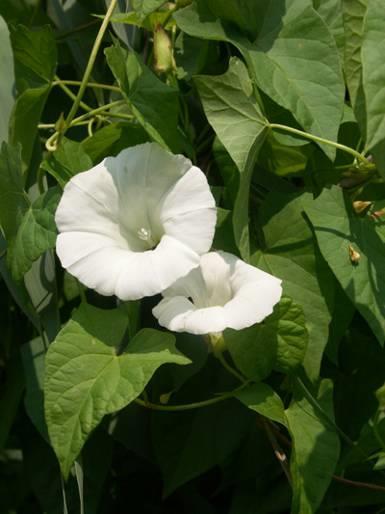 Calystegia sepium felfutó sövényszulák G 1 1-2 m magasra kapaszkodó szár, vízszintesen futó tarack, mély gyökerek, legyökerező szár 5 cm hosszú, szíves vállú, épszélű