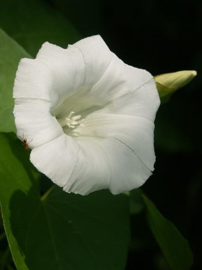 Calystegia