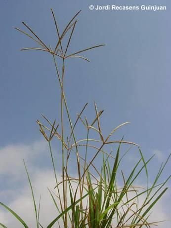 Cynodon dactylon közönséges csillagpázsit 10-60 cm, elfekvő, legyökerező szárú, csak virágzó szára emelkedik fel, gyökere 3-4 m mélyre hatolhat G 1 a levéllemez és a levélhüvely szőrös, a nyelvecske