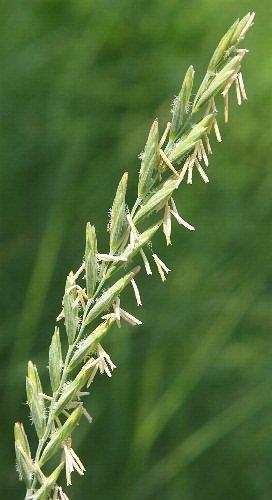 Elymus