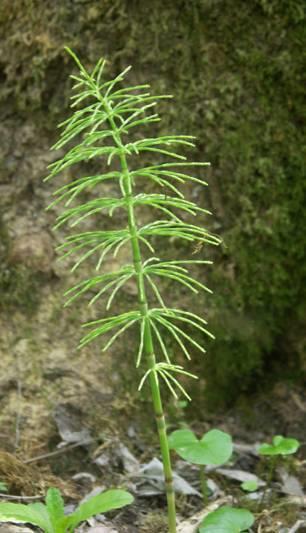 Equisetum arvense mezei zsurló G 1 10-30 cm magas, a kora tavasszal megjelenő, fertilis szár redukált barna levelekkel, a sterilis szár áprilisban jelenik meg, 6-20 örvösen elhelyezkedő bordás