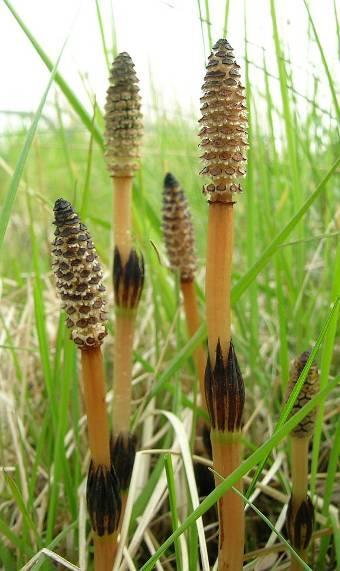 Equisetum