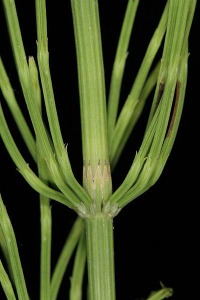 Equisetum