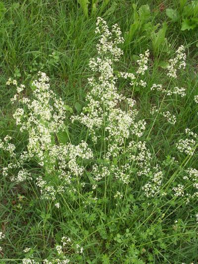 Galium mollugo közönséges galaj 30-100 cm, felemelkedő gyengén 4élű szárú örvben 4-8 levél G 1 május-október, fehér szirmok, végálló álernyős buga virágzat