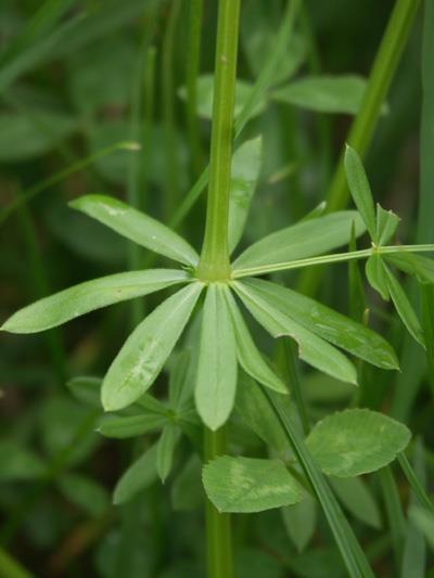 Galium