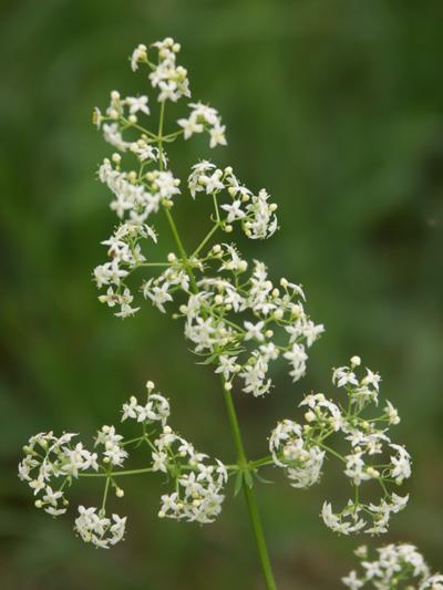 Galium