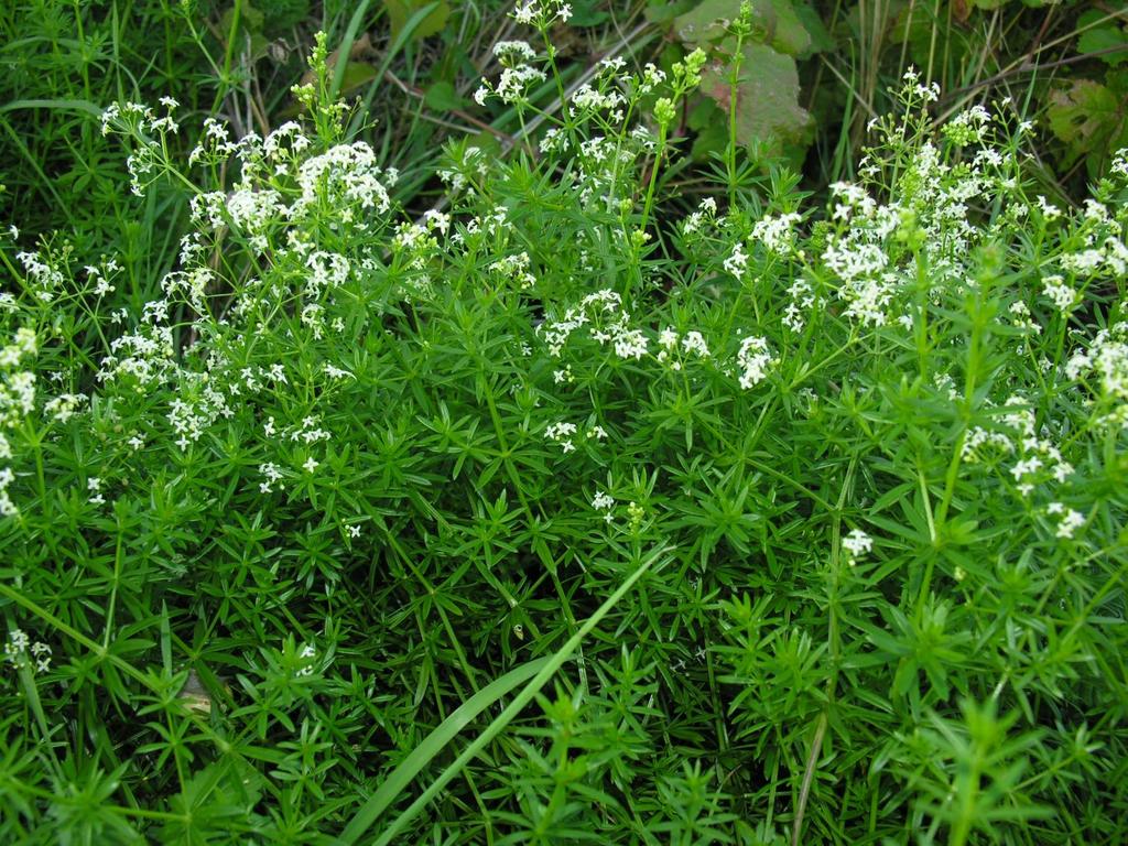 Galium mollugo