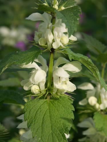 Lamium album fehér árvacsalán 20-60 cm magas, szára négyszögletes szíves-tojásdadok, mindkét oldalon szőrösek G 1 május-július (szeptember), álörvökben álló, 1,5 cm hosszú, fehér,