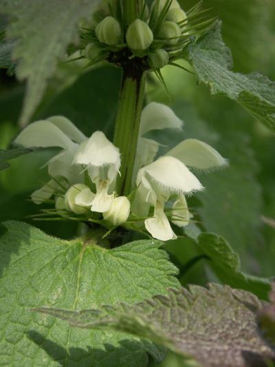 Lamium