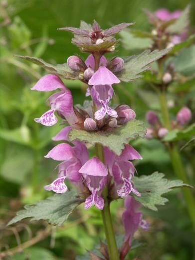 Lamium maculatum foltos árvacsalán 20-80 cm magas, szára négyszögletes G 1 szíves-tojásdadok, nyeles, fehér foltos lehet április-november, álörvökben álló, 1,5 cm hosszú, piros, ajakos