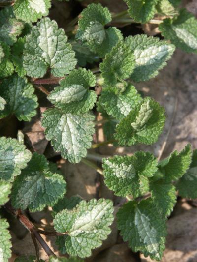 Lamium