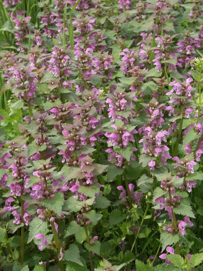 Lamium