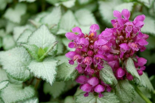 Lamium