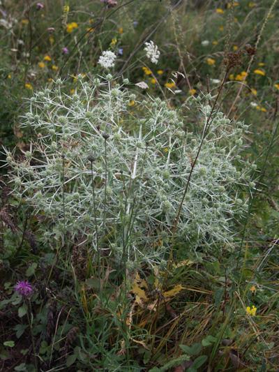 Eryngium campestre mezei iringó H 4 30-60 cm magas, félgömb alakú, kopasz, szürkés, hosszú gyökerű kemény, szeldelt, fogazott július-október, fehér virágú fejecske,