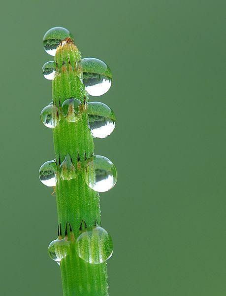 Lotusan