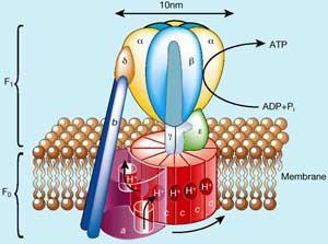 nanomotorok