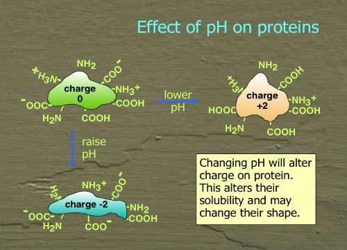 A közeg hatása A ph változása befolyásolja a protein töltését, ezen keresztül az oldhatóságát és